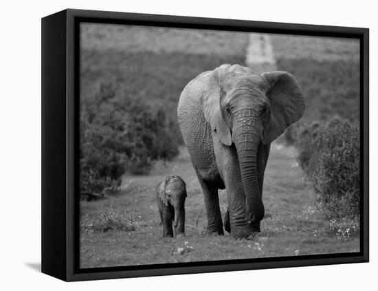 Mother and Calf, African Elephant (Loxodonta Africana), Addo National Park, South Africa, Africa-Ann & Steve Toon-Framed Premier Image Canvas