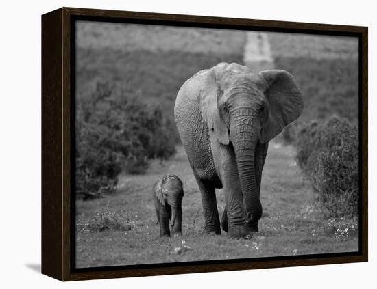 Mother and Calf, African Elephant (Loxodonta Africana), Addo National Park, South Africa, Africa-Ann & Steve Toon-Framed Premier Image Canvas