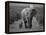 Mother and Calf, African Elephant (Loxodonta Africana), Addo National Park, South Africa, Africa-Ann & Steve Toon-Framed Premier Image Canvas