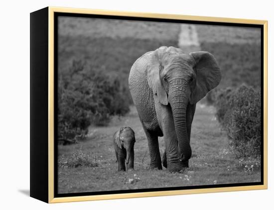 Mother and Calf, African Elephant (Loxodonta Africana), Addo National Park, South Africa, Africa-Ann & Steve Toon-Framed Premier Image Canvas