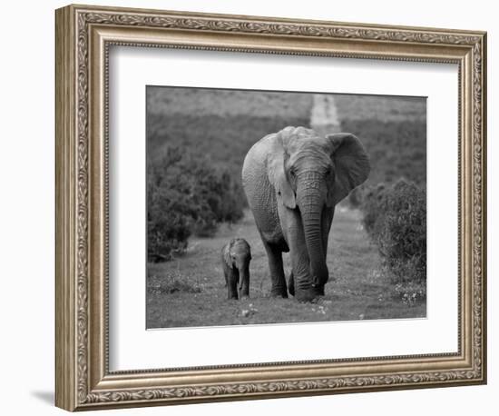 Mother and Calf, African Elephant (Loxodonta Africana), Addo National Park, South Africa, Africa-Ann & Steve Toon-Framed Photographic Print