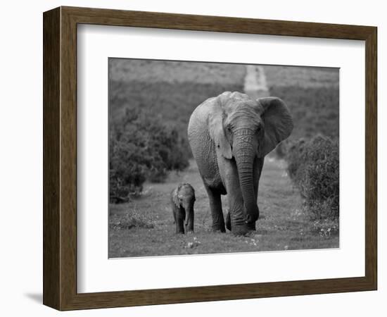 Mother and Calf, African Elephant (Loxodonta Africana), Addo National Park, South Africa, Africa-Ann & Steve Toon-Framed Photographic Print