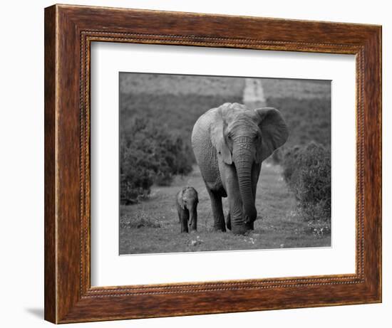 Mother and Calf, African Elephant (Loxodonta Africana), Addo National Park, South Africa, Africa-Ann & Steve Toon-Framed Photographic Print