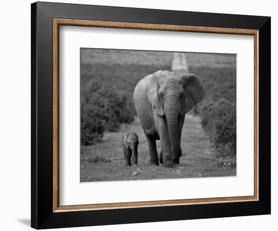 Mother and Calf, African Elephant (Loxodonta Africana), Addo National Park, South Africa, Africa-Ann & Steve Toon-Framed Photographic Print