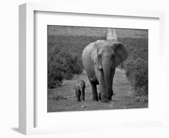 Mother and Calf, African Elephant (Loxodonta Africana), Addo National Park, South Africa, Africa-Ann & Steve Toon-Framed Photographic Print