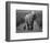 Mother and Calf, African Elephant (Loxodonta Africana), Addo National Park, South Africa, Africa-Ann & Steve Toon-Framed Photographic Print