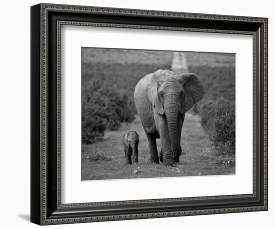 Mother and Calf, African Elephant (Loxodonta Africana), Addo National Park, South Africa, Africa-Ann & Steve Toon-Framed Photographic Print