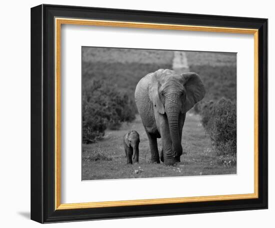 Mother and Calf, African Elephant (Loxodonta Africana), Addo National Park, South Africa, Africa-Ann & Steve Toon-Framed Photographic Print