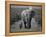 Mother and Calf, African Elephant (Loxodonta Africana), Addo National Park, South Africa, Africa-Ann & Steve Toon-Framed Premier Image Canvas