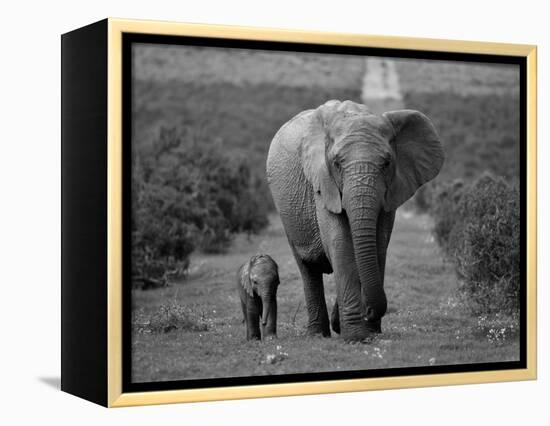 Mother and Calf, African Elephant (Loxodonta Africana), Addo National Park, South Africa, Africa-Ann & Steve Toon-Framed Premier Image Canvas