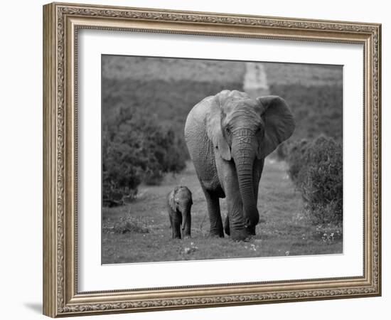 Mother and Calf, African Elephant (Loxodonta Africana), Addo National Park, South Africa, Africa-Ann & Steve Toon-Framed Photographic Print