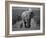 Mother and Calf, African Elephant (Loxodonta Africana), Addo National Park, South Africa, Africa-Ann & Steve Toon-Framed Photographic Print