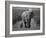 Mother and Calf, African Elephant (Loxodonta Africana), Addo National Park, South Africa, Africa-Ann & Steve Toon-Framed Photographic Print