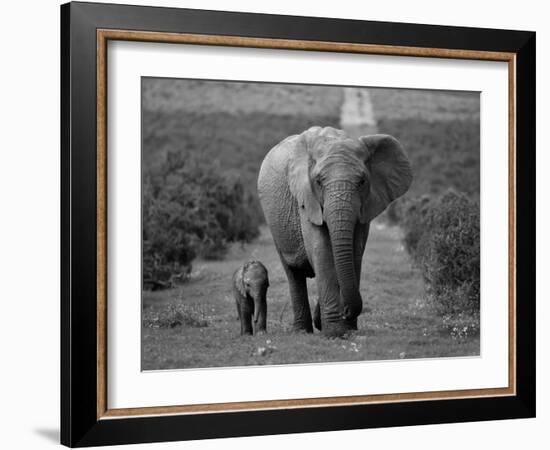 Mother and Calf, African Elephant (Loxodonta Africana), Addo National Park, South Africa, Africa-Ann & Steve Toon-Framed Photographic Print