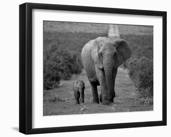 Mother and Calf, African Elephant (Loxodonta Africana), Addo National Park, South Africa, Africa-Ann & Steve Toon-Framed Photographic Print