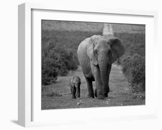 Mother and Calf, African Elephant (Loxodonta Africana), Addo National Park, South Africa, Africa-Ann & Steve Toon-Framed Photographic Print