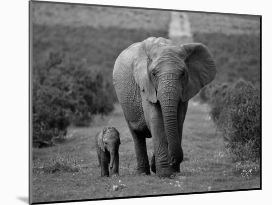 Mother and Calf, African Elephant (Loxodonta Africana), Addo National Park, South Africa, Africa-Ann & Steve Toon-Mounted Photographic Print