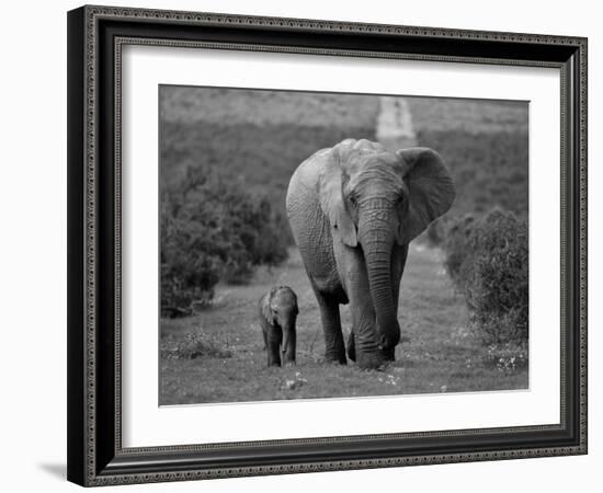 Mother and Calf, African Elephant (Loxodonta Africana), Addo National Park, South Africa, Africa-Ann & Steve Toon-Framed Photographic Print