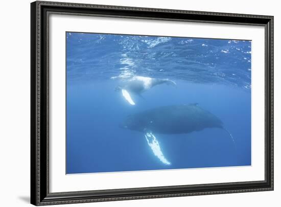 Mother and Calf Humpback Whales Swim Just under the Surface of the Caribbean Sea-Stocktrek Images-Framed Photographic Print