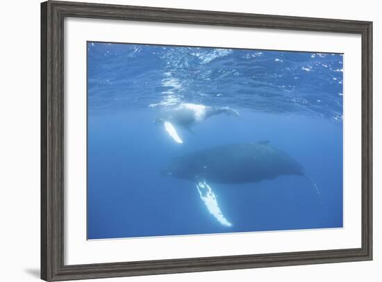 Mother and Calf Humpback Whales Swim Just under the Surface of the Caribbean Sea-Stocktrek Images-Framed Photographic Print