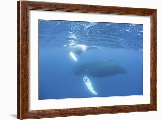 Mother and Calf Humpback Whales Swim Just under the Surface of the Caribbean Sea-Stocktrek Images-Framed Photographic Print