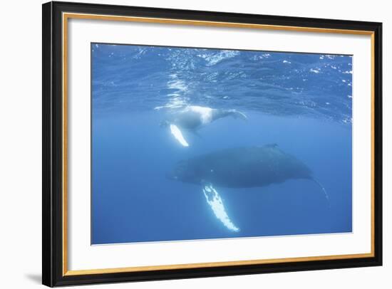 Mother and Calf Humpback Whales Swim Just under the Surface of the Caribbean Sea-Stocktrek Images-Framed Photographic Print