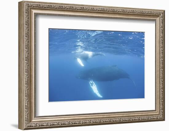 Mother and Calf Humpback Whales Swim Just under the Surface of the Caribbean Sea-Stocktrek Images-Framed Photographic Print