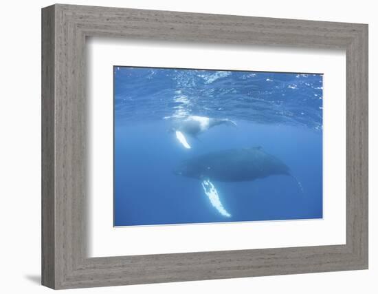 Mother and Calf Humpback Whales Swim Just under the Surface of the Caribbean Sea-Stocktrek Images-Framed Photographic Print