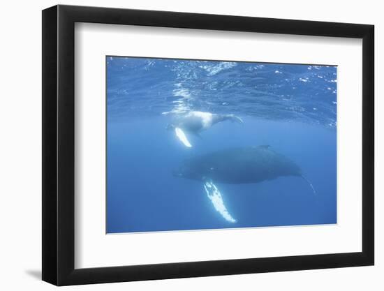 Mother and Calf Humpback Whales Swim Just under the Surface of the Caribbean Sea-Stocktrek Images-Framed Photographic Print