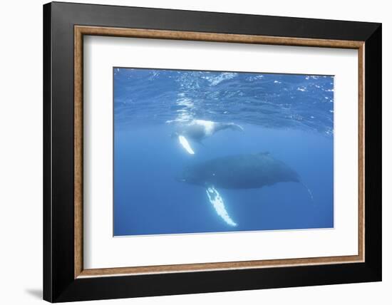 Mother and Calf Humpback Whales Swim Just under the Surface of the Caribbean Sea-Stocktrek Images-Framed Photographic Print