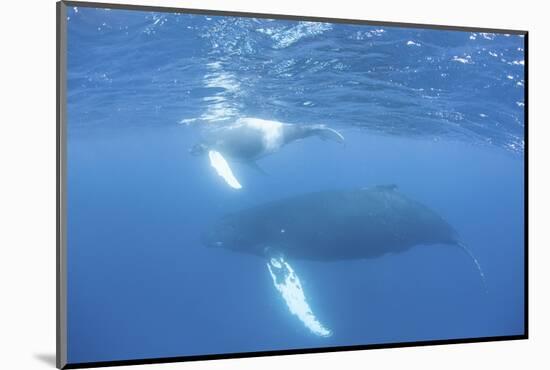 Mother and Calf Humpback Whales Swim Just under the Surface of the Caribbean Sea-Stocktrek Images-Mounted Photographic Print