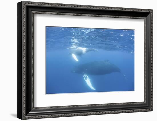 Mother and Calf Humpback Whales Swim Just under the Surface of the Caribbean Sea-Stocktrek Images-Framed Photographic Print