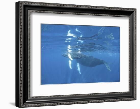 Mother and Calf Humpback Whales Swimming Just under the Surface-Stocktrek Images-Framed Photographic Print