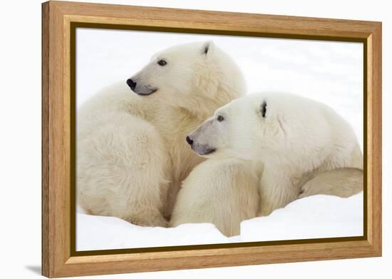 Mother and Cub Profile-Howard Ruby-Framed Premier Image Canvas