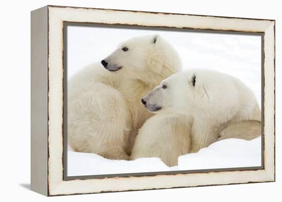 Mother and Cub Profile-Howard Ruby-Framed Premier Image Canvas