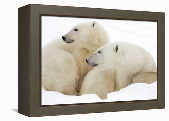 Mother and Cub Profile-Howard Ruby-Framed Premier Image Canvas