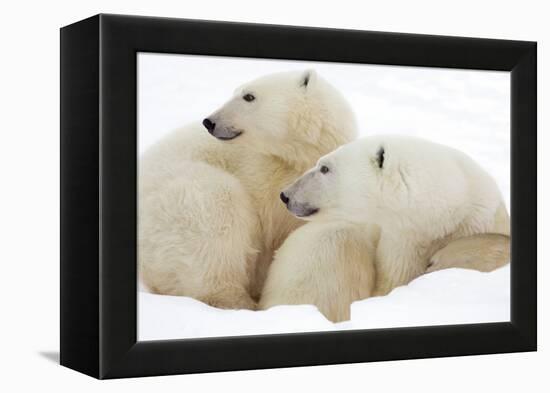 Mother and Cub Profile-Howard Ruby-Framed Premier Image Canvas