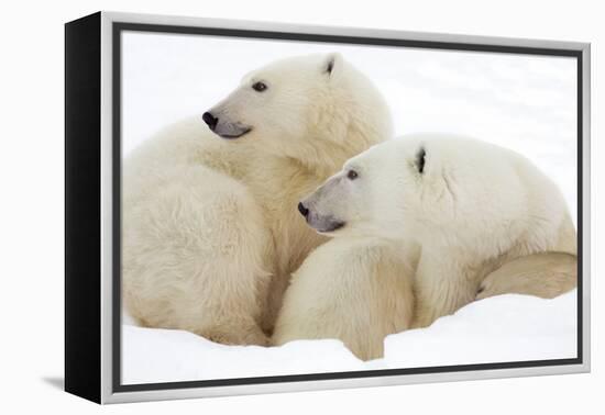 Mother and Cub Profile-Howard Ruby-Framed Premier Image Canvas