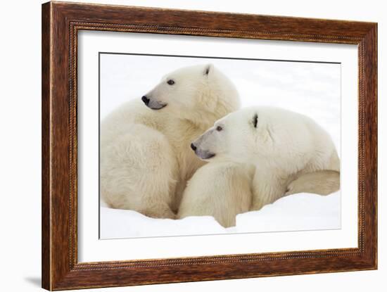 Mother and Cub Profile-Howard Ruby-Framed Photographic Print