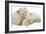 Mother and Cub Profile-Howard Ruby-Framed Photographic Print