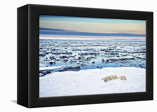 Mother and Cubs at the Shore-Howard Ruby-Framed Premier Image Canvas