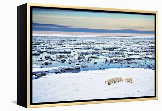 Mother and Cubs at the Shore-Howard Ruby-Framed Premier Image Canvas