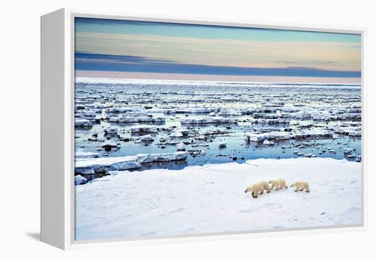 Mother and Cubs at the Shore-Howard Ruby-Framed Premier Image Canvas