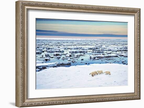 Mother and Cubs at the Shore-Howard Ruby-Framed Photographic Print