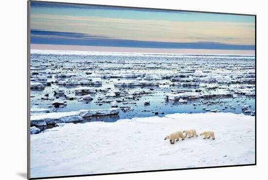 Mother and Cubs at the Shore-Howard Ruby-Mounted Photographic Print