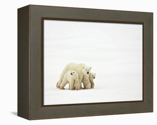 Mother and Cubs Walking-John Conrad-Framed Premier Image Canvas