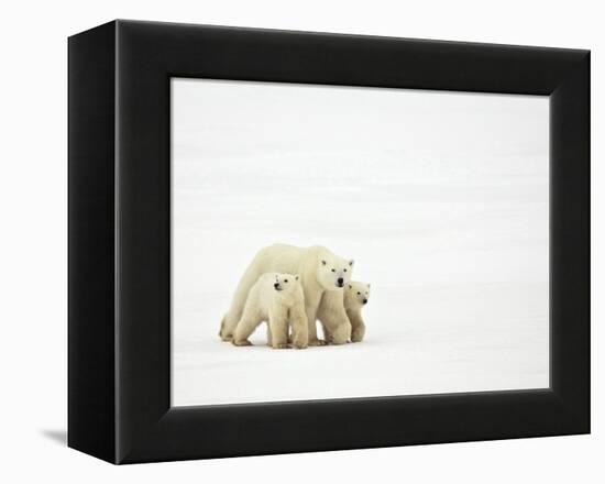 Mother and Cubs Walking-John Conrad-Framed Premier Image Canvas