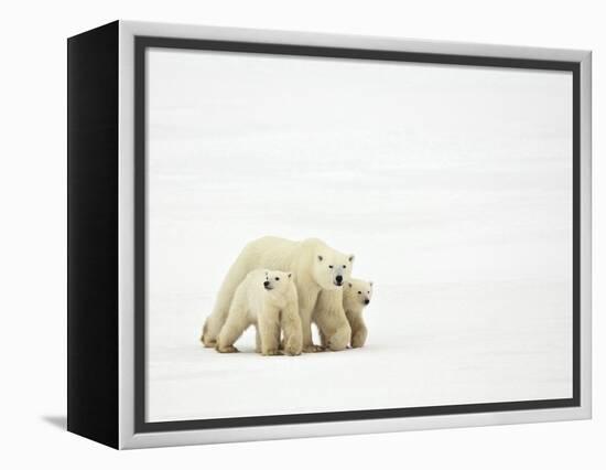 Mother and Cubs Walking-John Conrad-Framed Premier Image Canvas