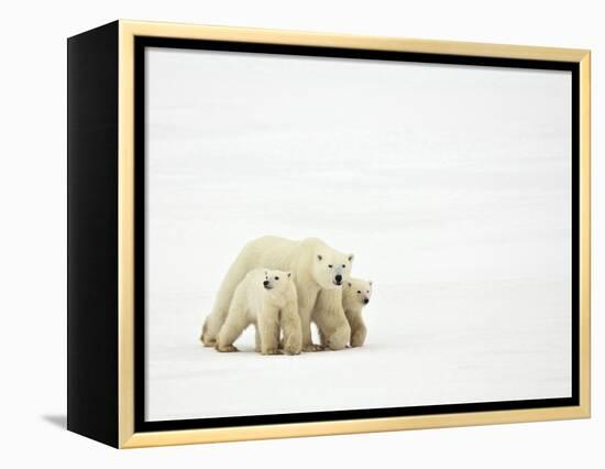 Mother and Cubs Walking-John Conrad-Framed Premier Image Canvas