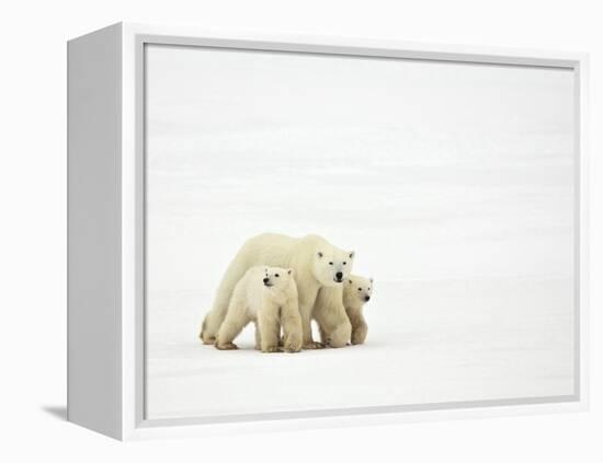 Mother and Cubs Walking-John Conrad-Framed Premier Image Canvas